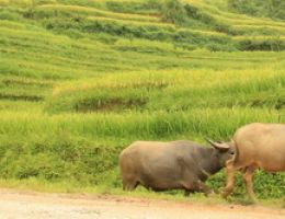 Best of Vietnam and Cambodia