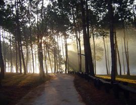 Ban Wat Chan Pine Forest