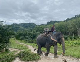 Elephant Ride and Bath