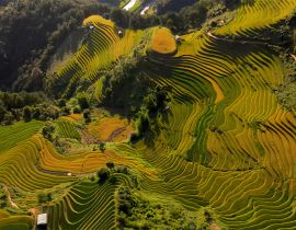 Mam Xoi Rice Terrace Hill