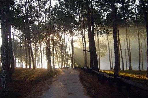 Ban Wat Chan Pine Forest