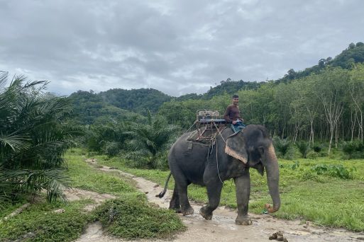 Elephant Ride and Bath