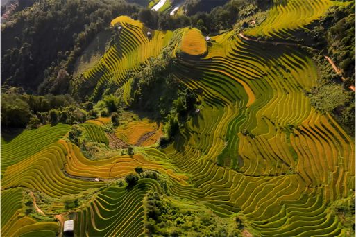 Mam Xoi Rice Terrace Hill