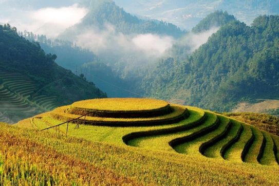 Rice Terrace Season in North Vietnam