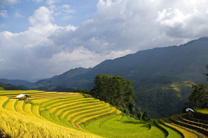 Rice Terrace And Ha Long Bay