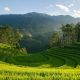 Rice Terrace On Focus