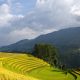 Rice Terrace And Ha Long Bay