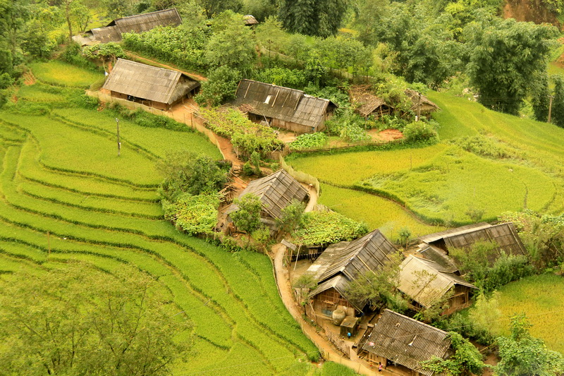 Rice terrace at Lao Chai village, Sapa