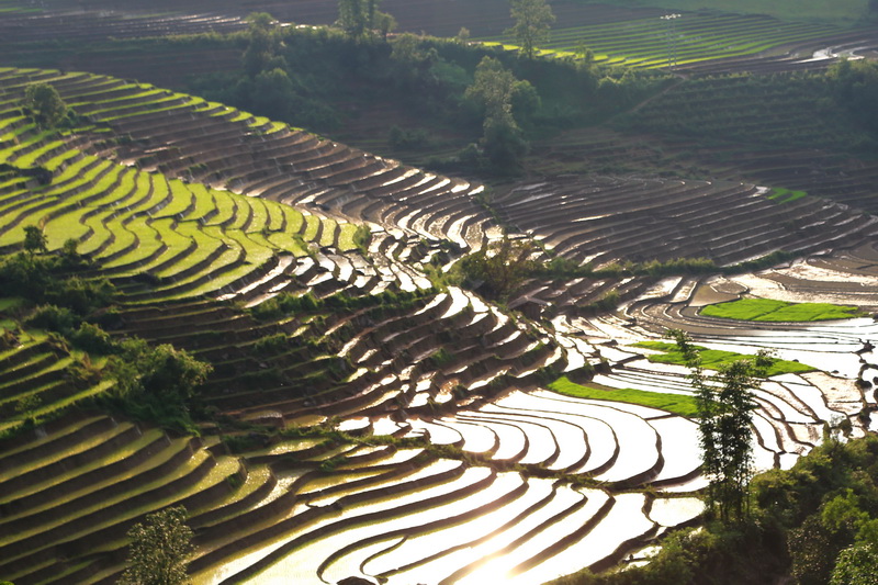 Rice terrace in water season in Sapa