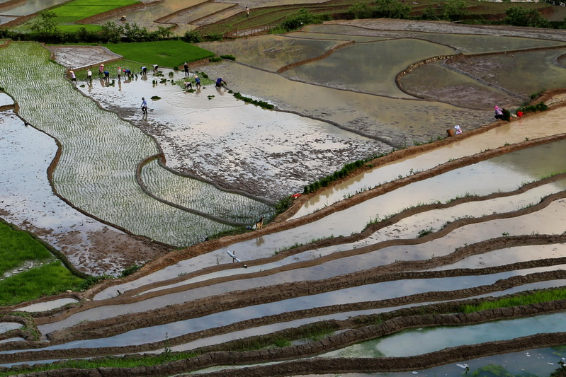 Working on rice field at Nam Cang village, Sapa