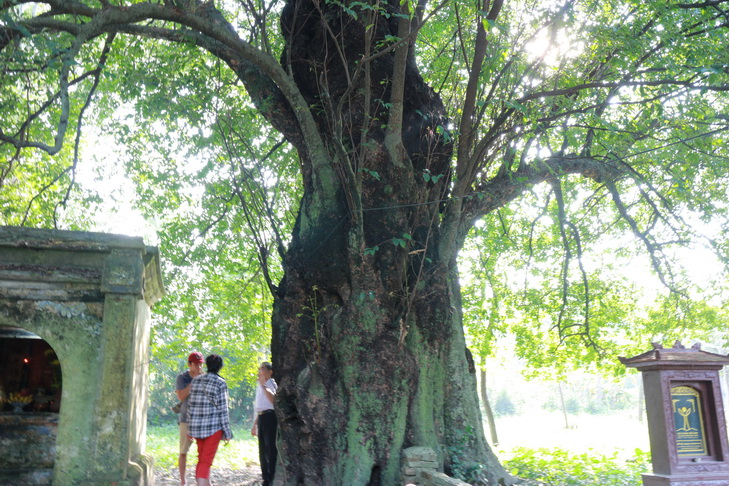 700 years old tree