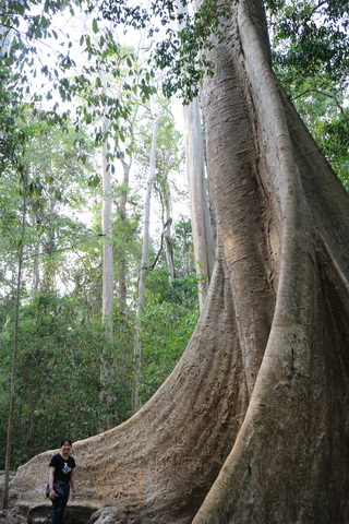 400 years old tree at Nam Cat Tien National park