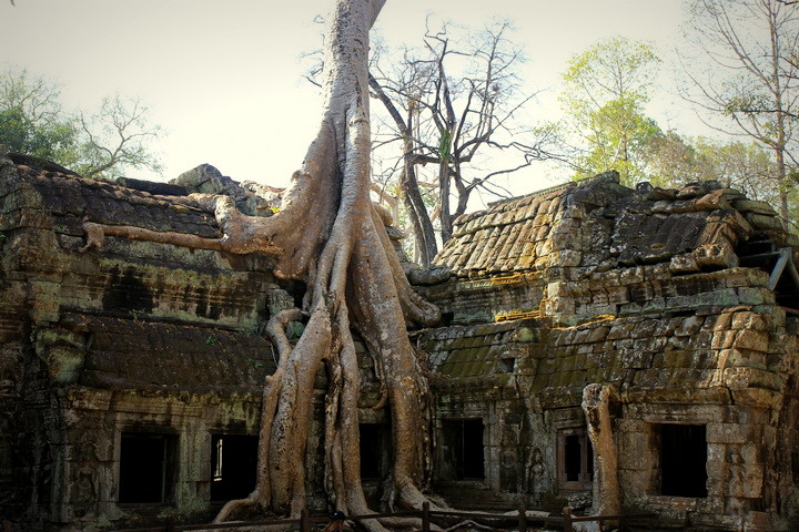 Ta Prohm temple, Cambodia, Siem Reap, authentic travel
